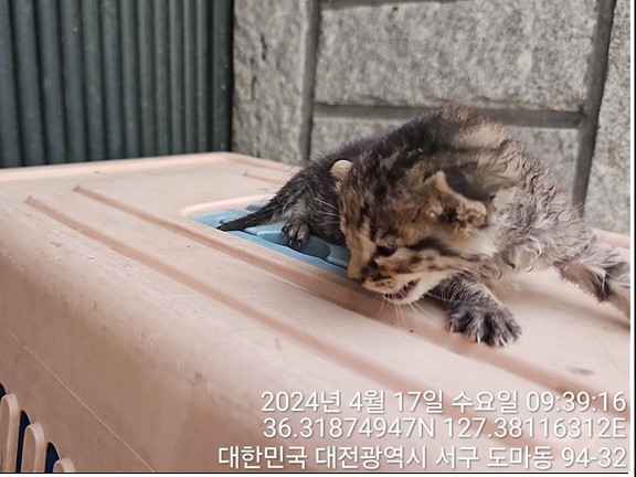 유기동물 - 한국 고양이